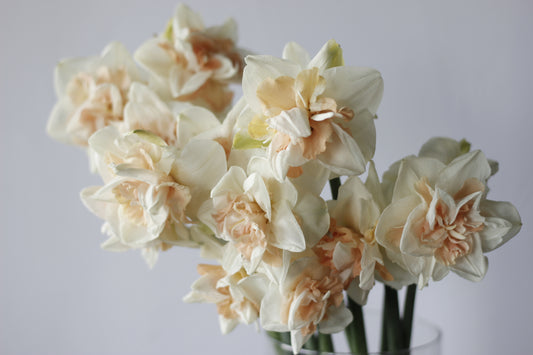 Narcissus Delnashaugh Pack of 20