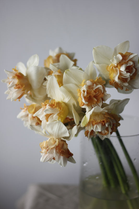Narcissus Extravaganza Pack of 20