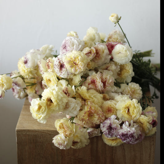 Ranunculus Yellow Picotee Pack of 20