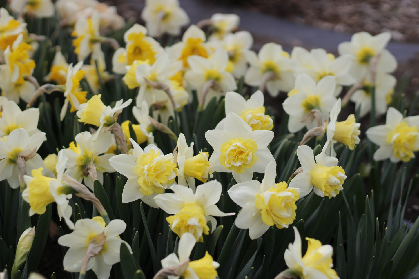 Narcissus Popeye Pack of 20