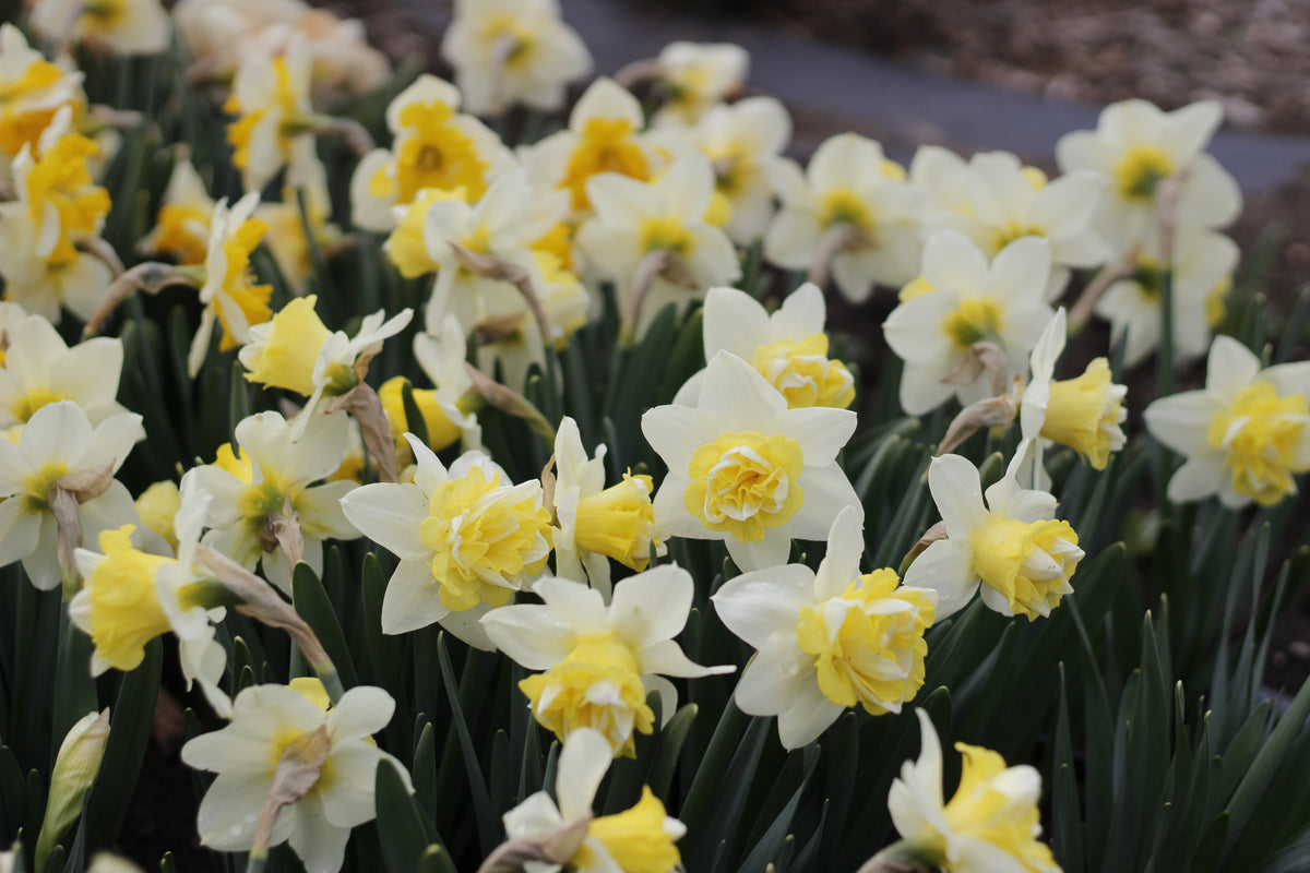 Narcissus Wave - Pack of 20