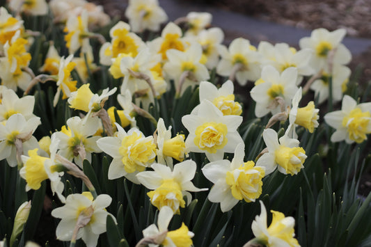 Narcissus Wave - Pack of 20