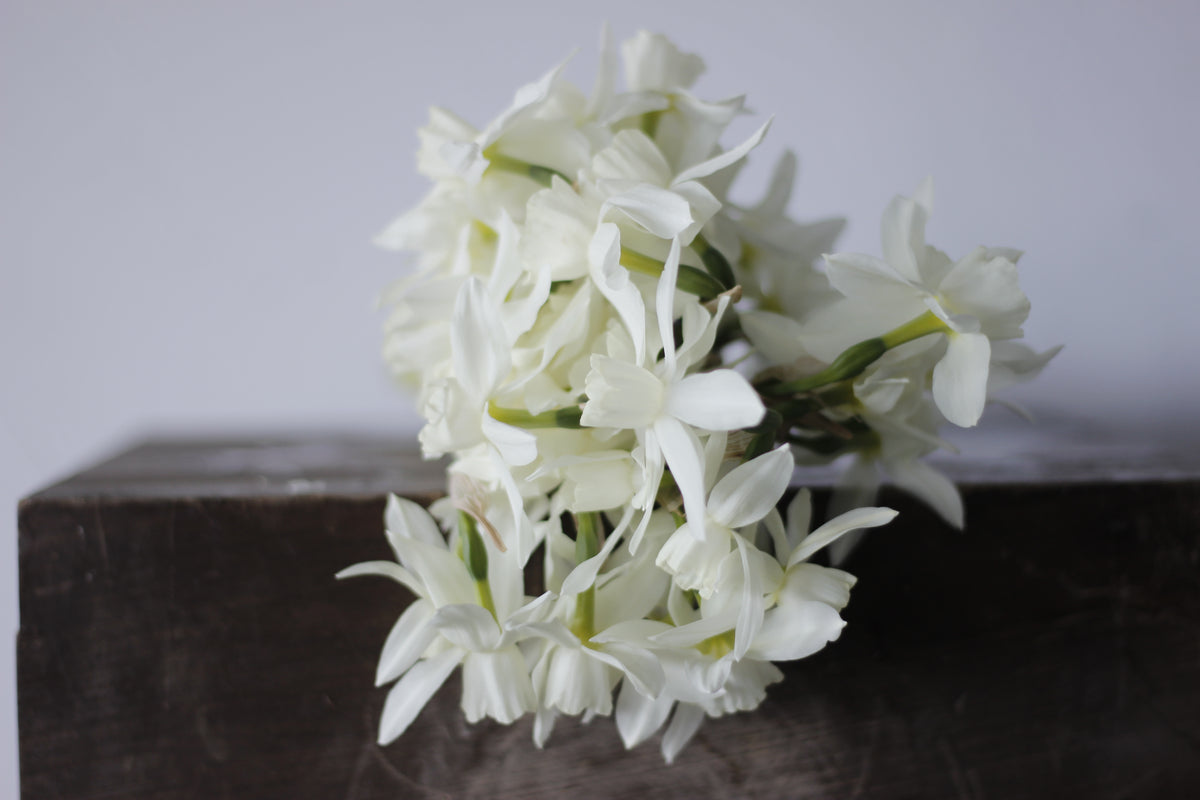 Narcissus Thalia - Pack of 20