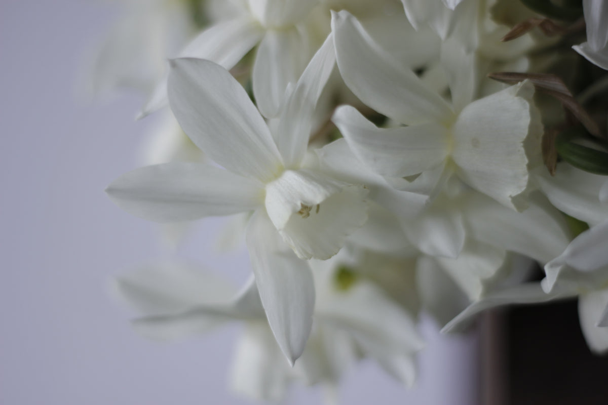 Narcissus Thalia - Pack of 20