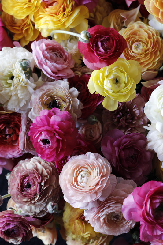 Ranunculus Super Green Mix - Pack of 20