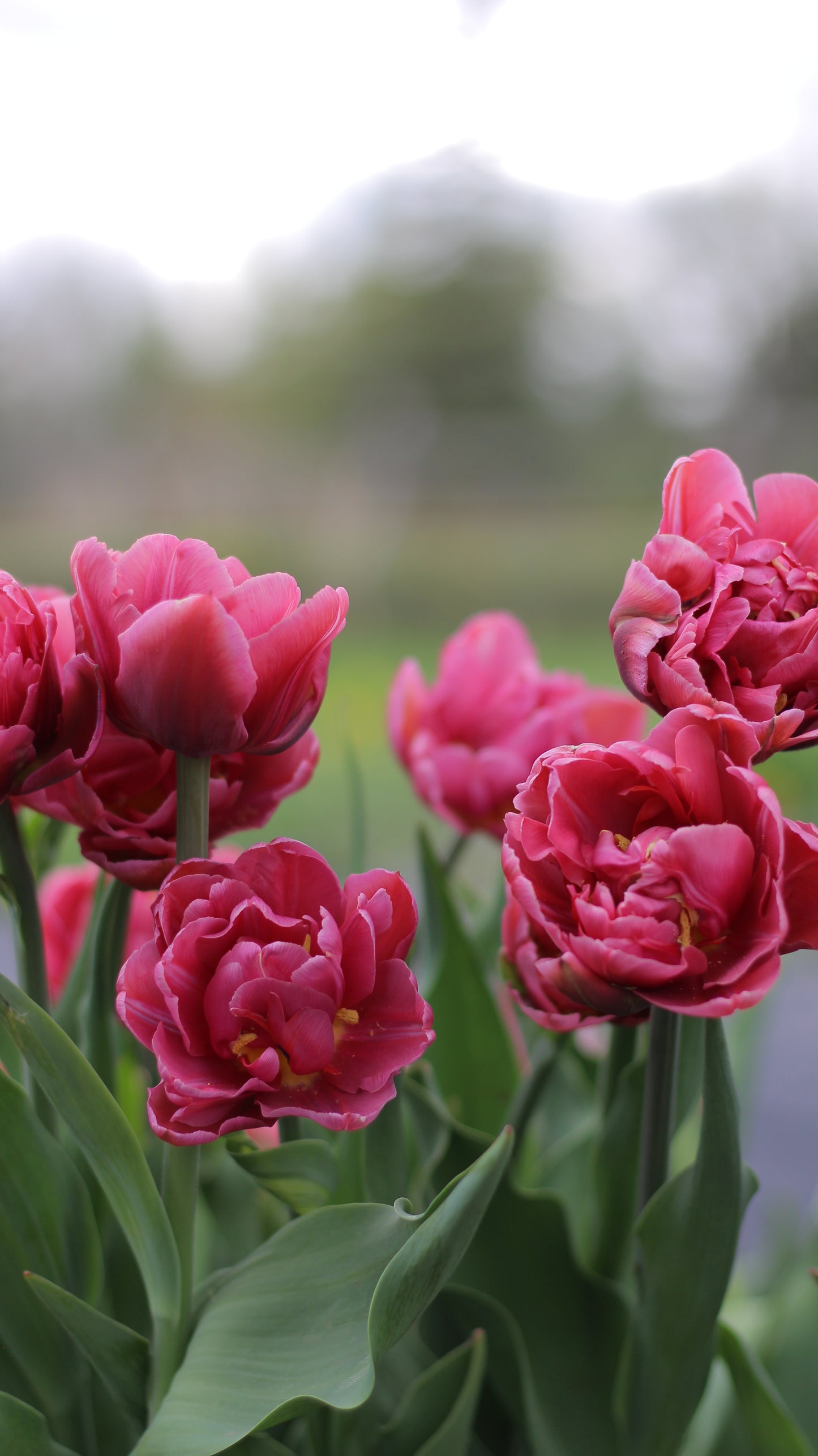 Tulip Margarita - Pack of 20