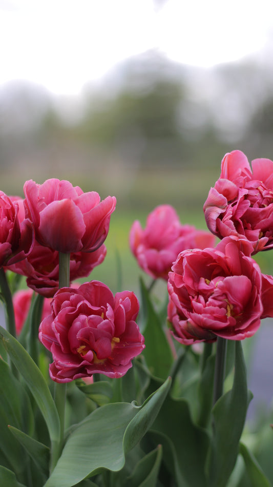 Tulip Margarita - Pack of 20