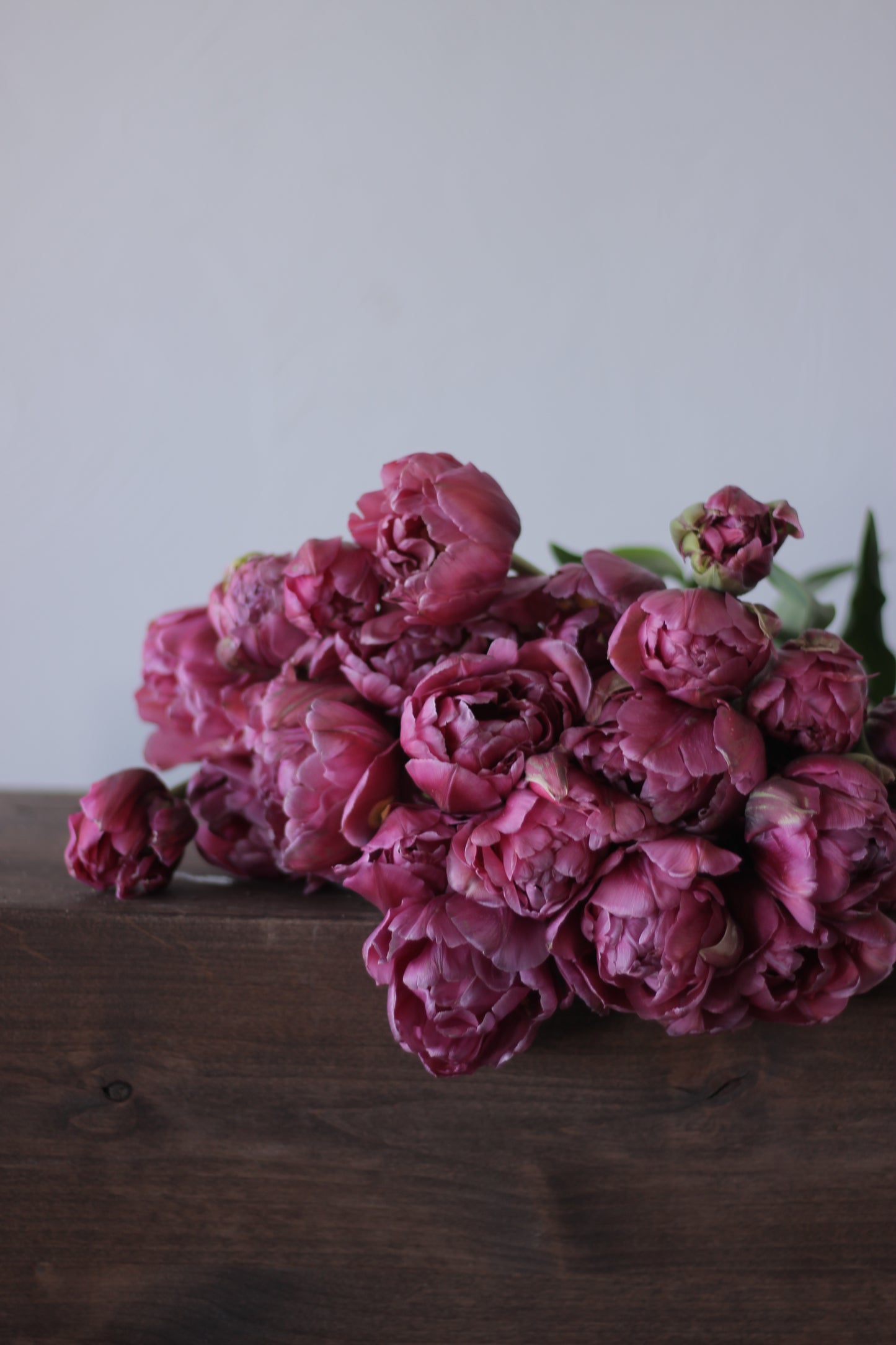 Tulip Margarita - Pack of 20