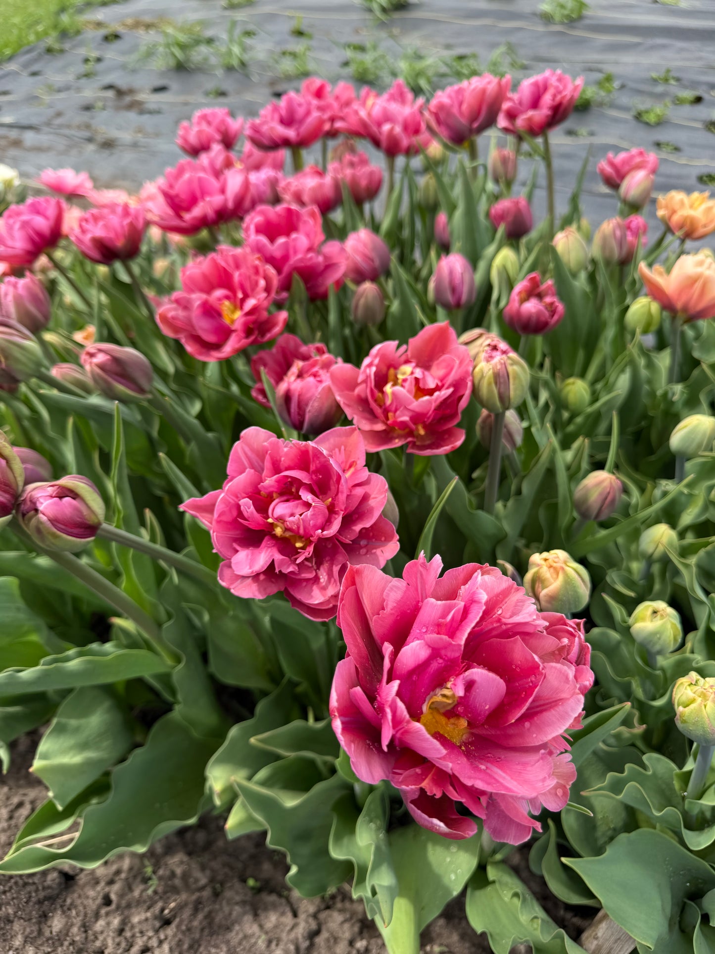 Tulip Margarita - Pack of 20