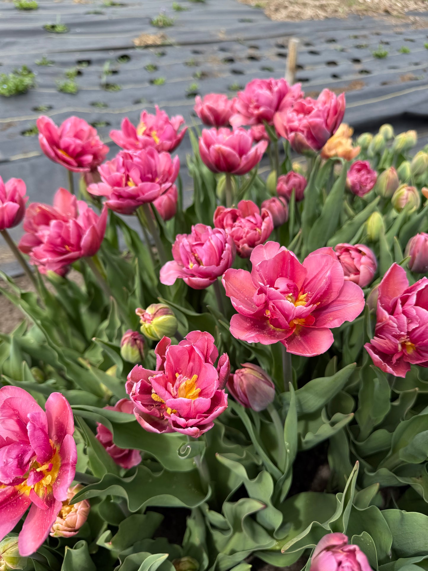 Tulip Margarita - Pack of 20