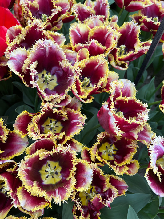 Tulip Mercure - Pack of 20