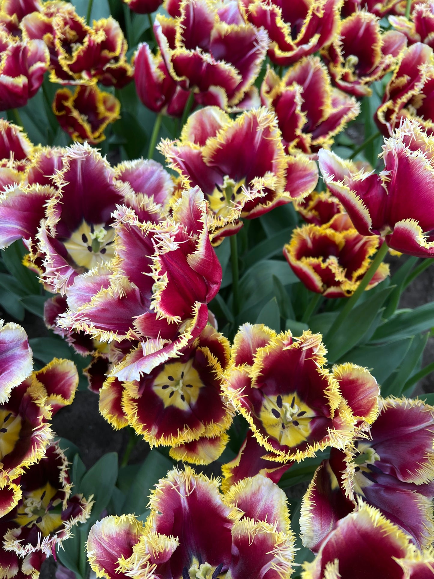 Tulip Mercure - Pack of 20