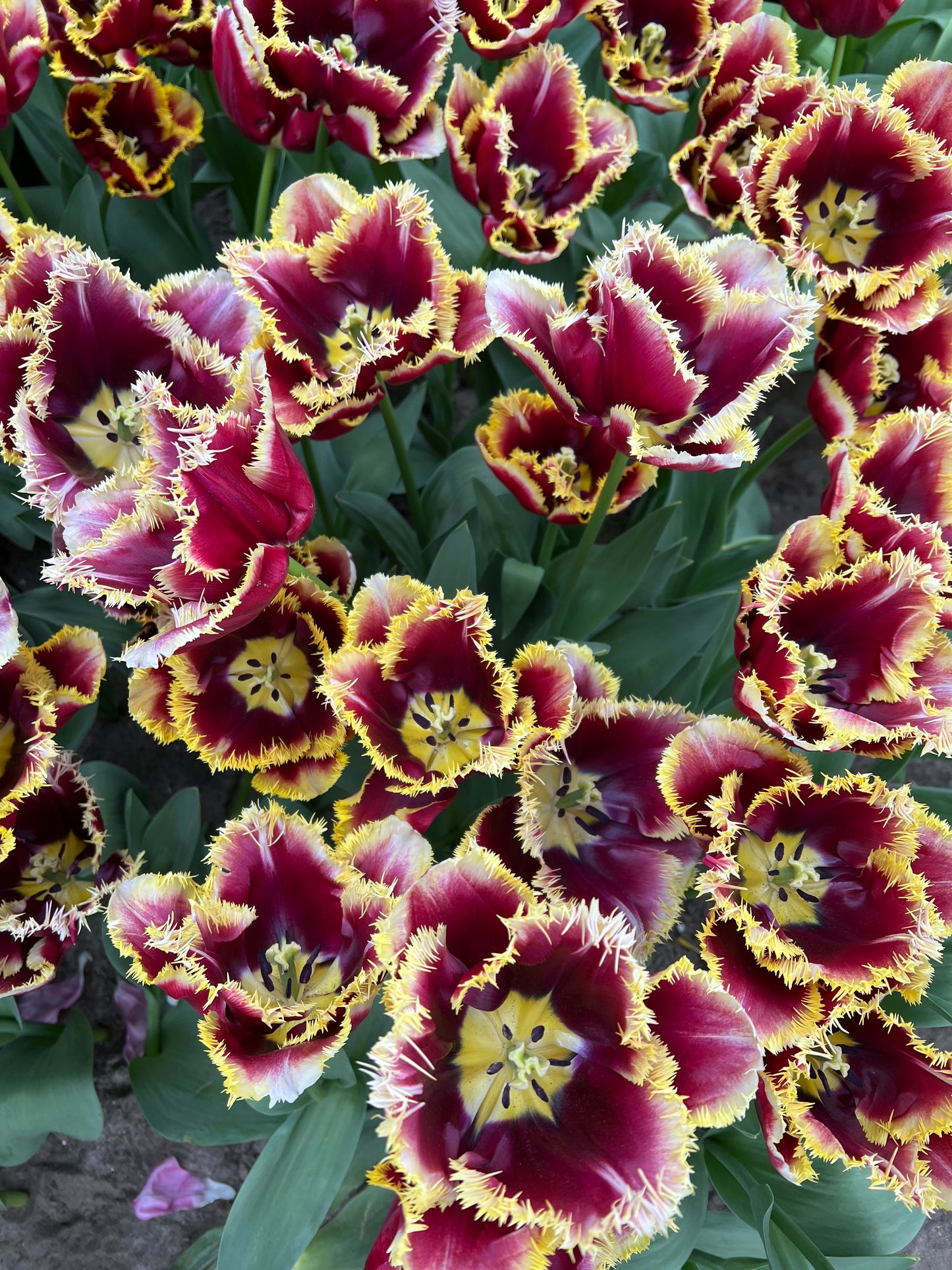 Tulip Mercure - Pack of 20