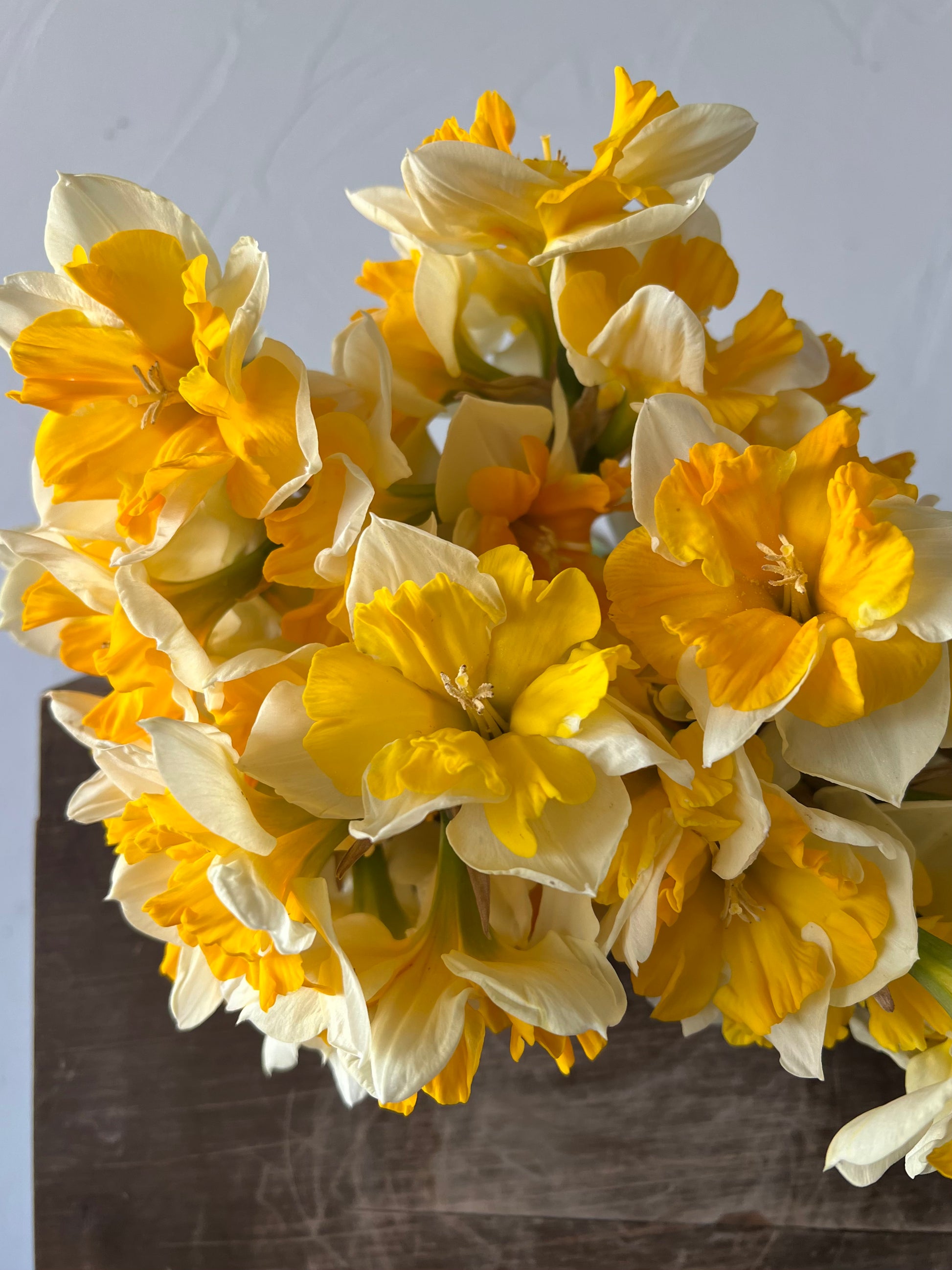 orangery, daffodil, fall bulbs