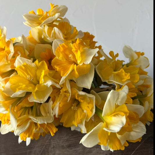 daffodil, orangery, fall bulbs