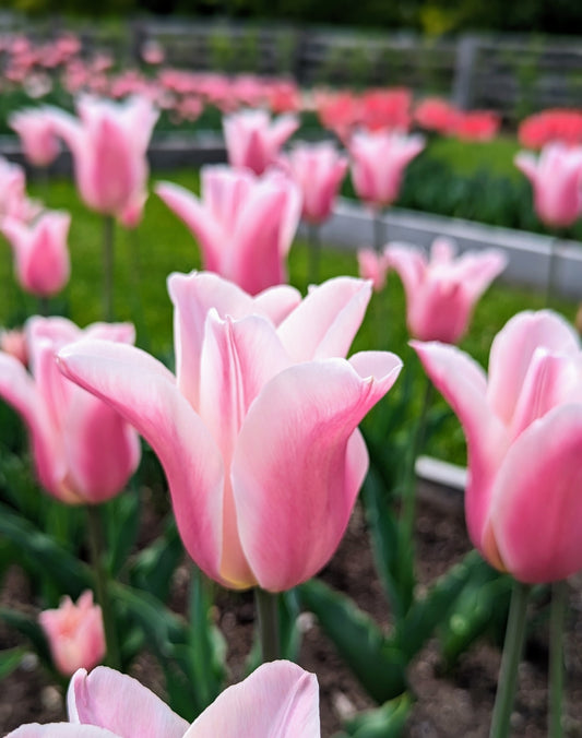 Tulip Sanne Pack of 20