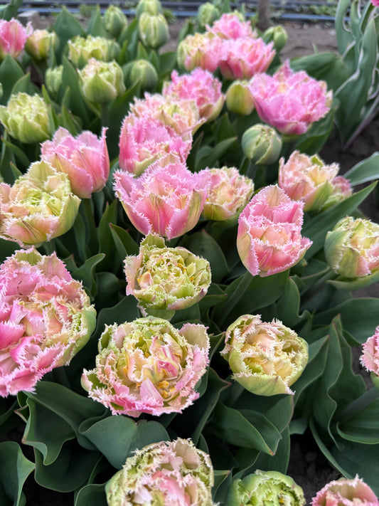 Tulip Perth - Pack of 20