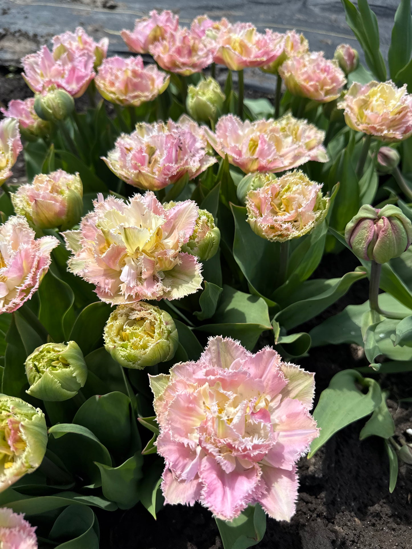 Tulip Perth - Pack of 20