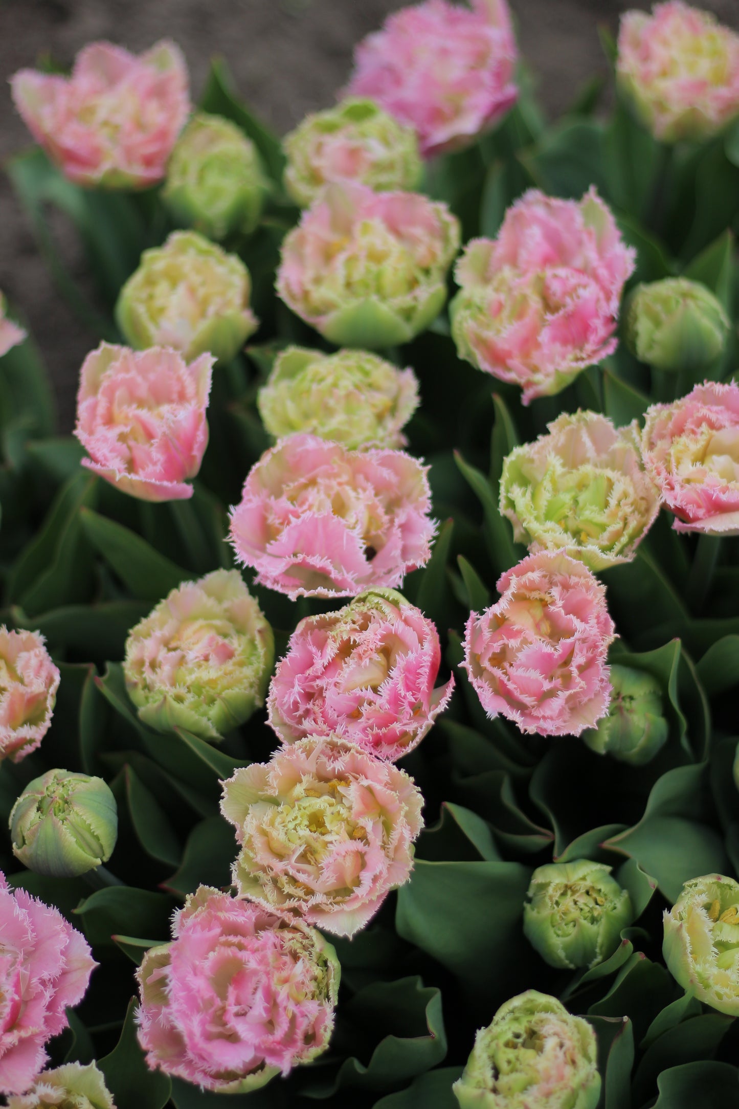 Tulip Perth - Pack of 20