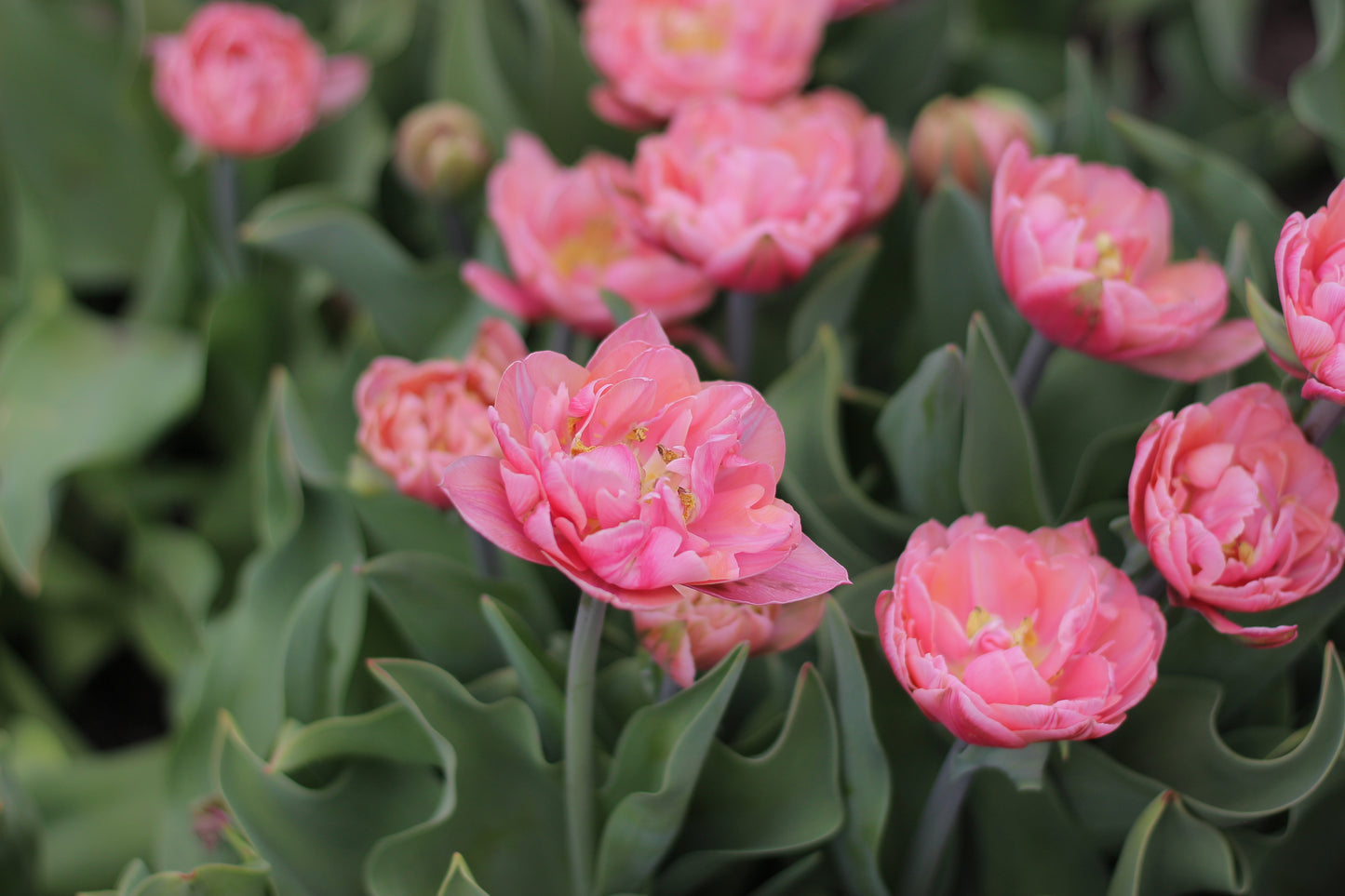 Tulip Pink Cameo - Pack of 20