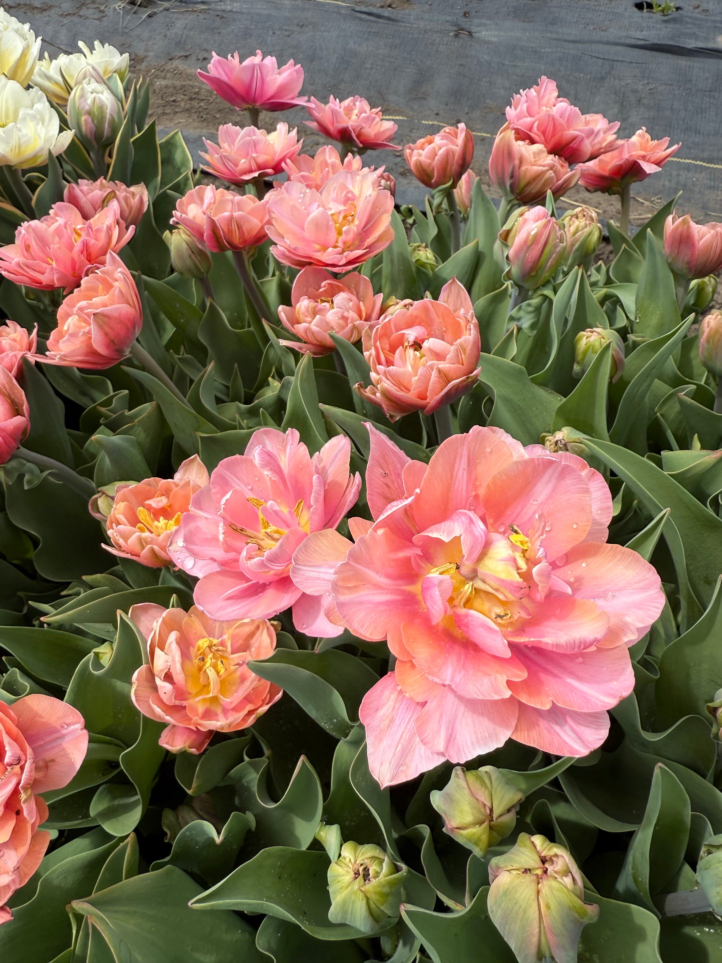 Tulip Pink Cameo - Pack of 20