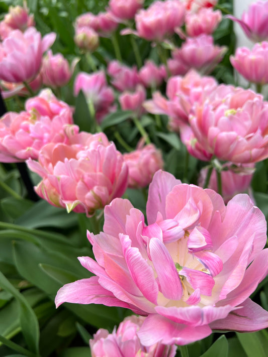 Tulip Pink Cameo - Pack of 20