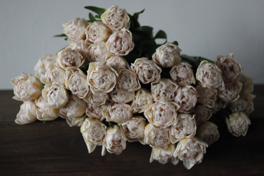 Tulip Pink Mist - Pack of 20