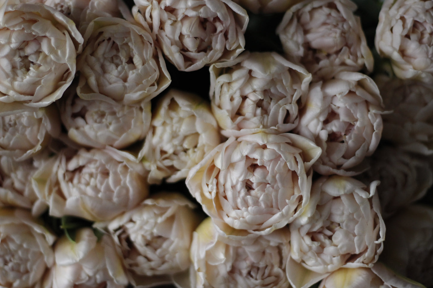 Tulip Pink Mist - Pack of 20