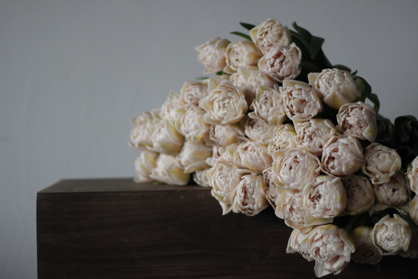 Tulip Pink Mist - Pack of 20