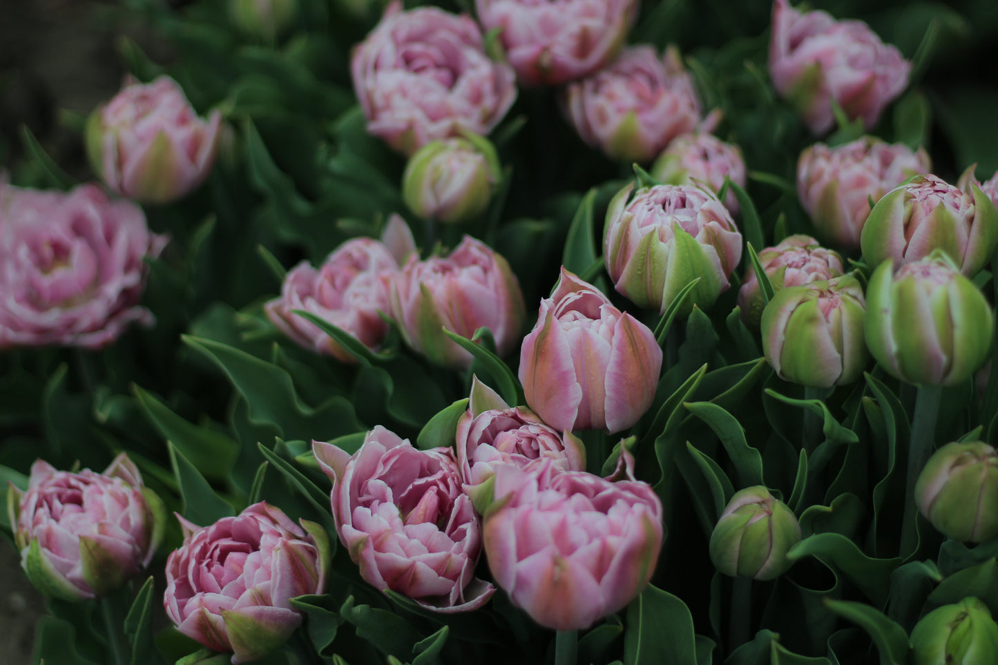 Tulip Katinka - Pack of 20