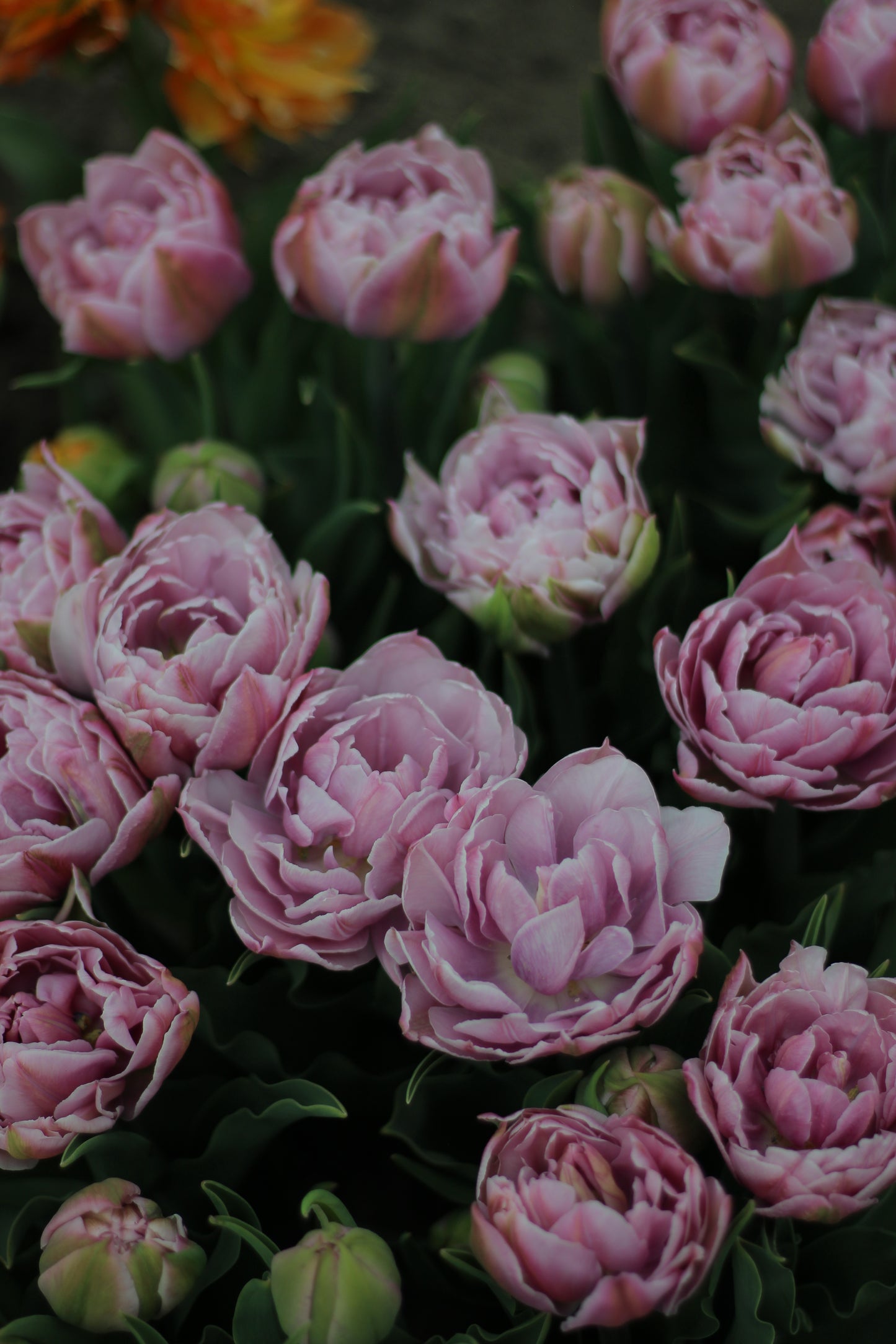 Tulip Katinka - Pack of 20