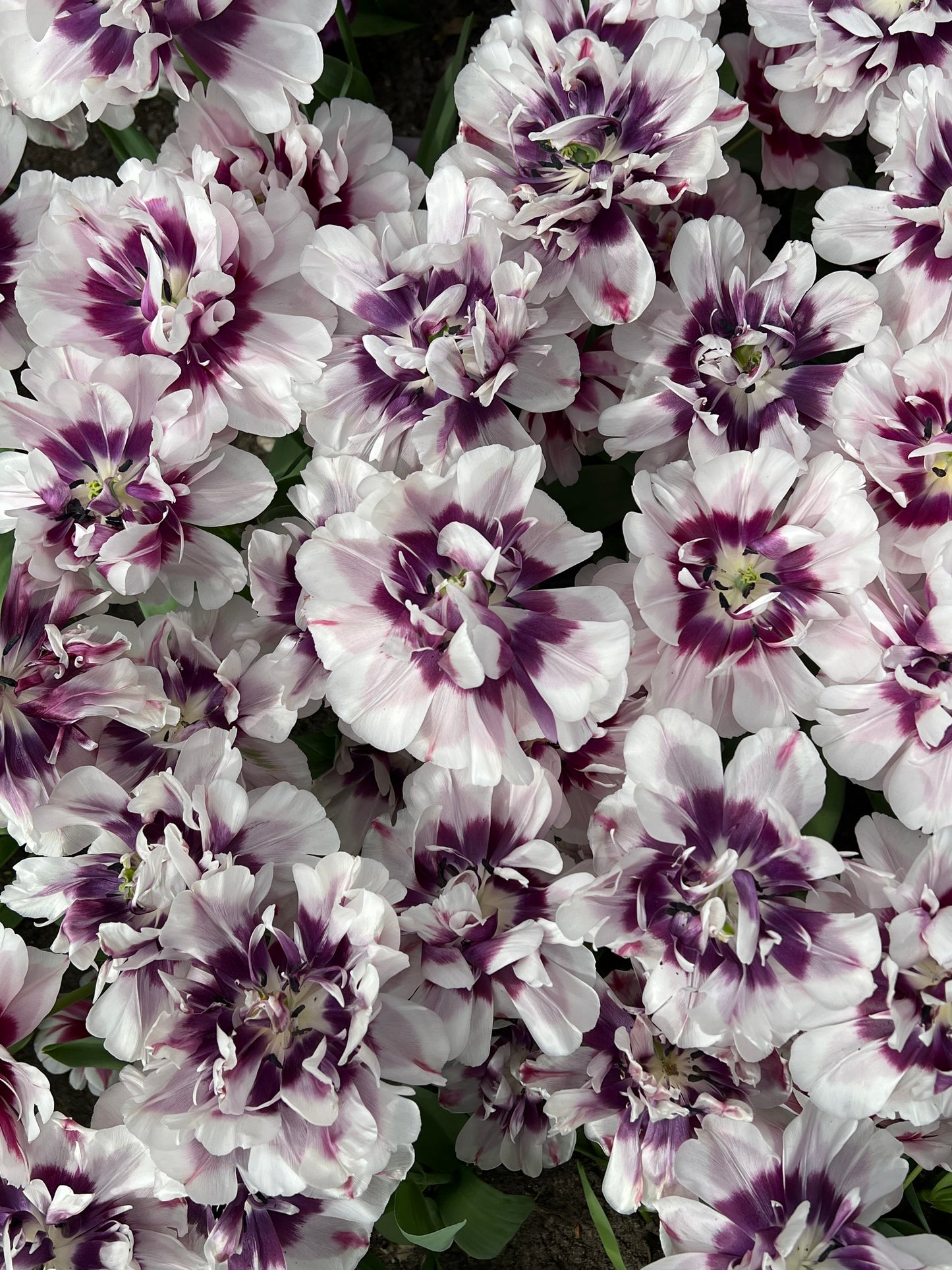 Tulip Pistache - Pack of 20