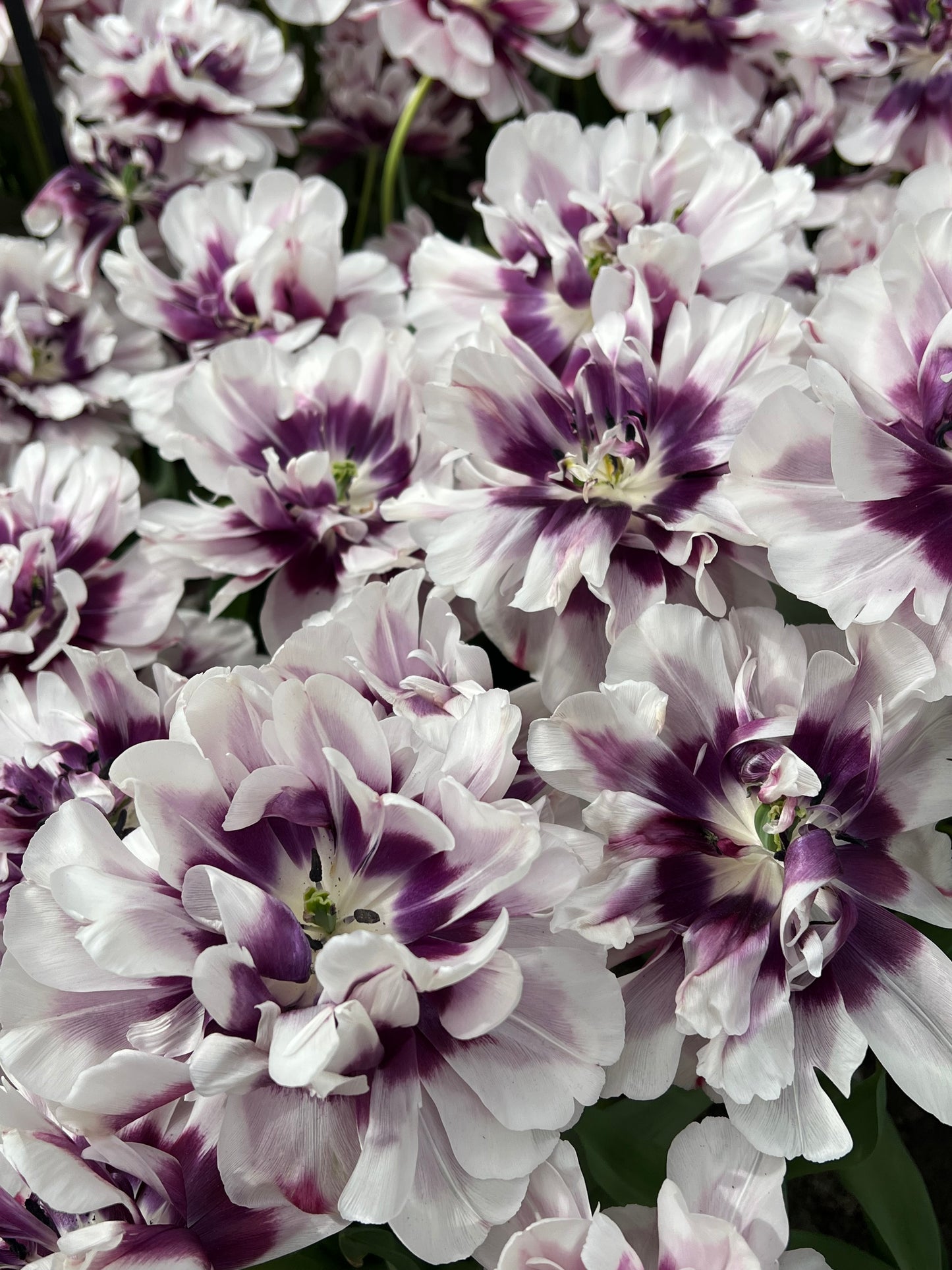 Tulip Pistache - Pack of 20