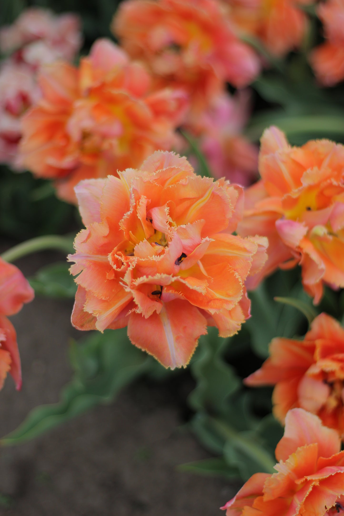 Tulip Royal Centennial - Pack of 20