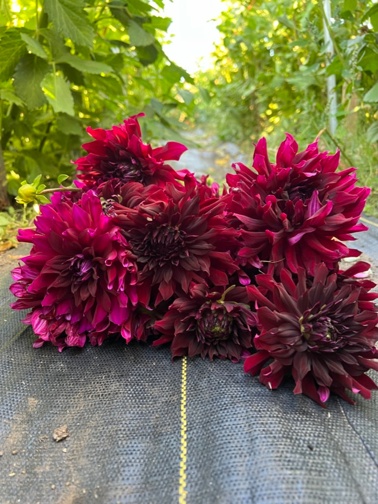 rip city, dahlias, dahlia tubers