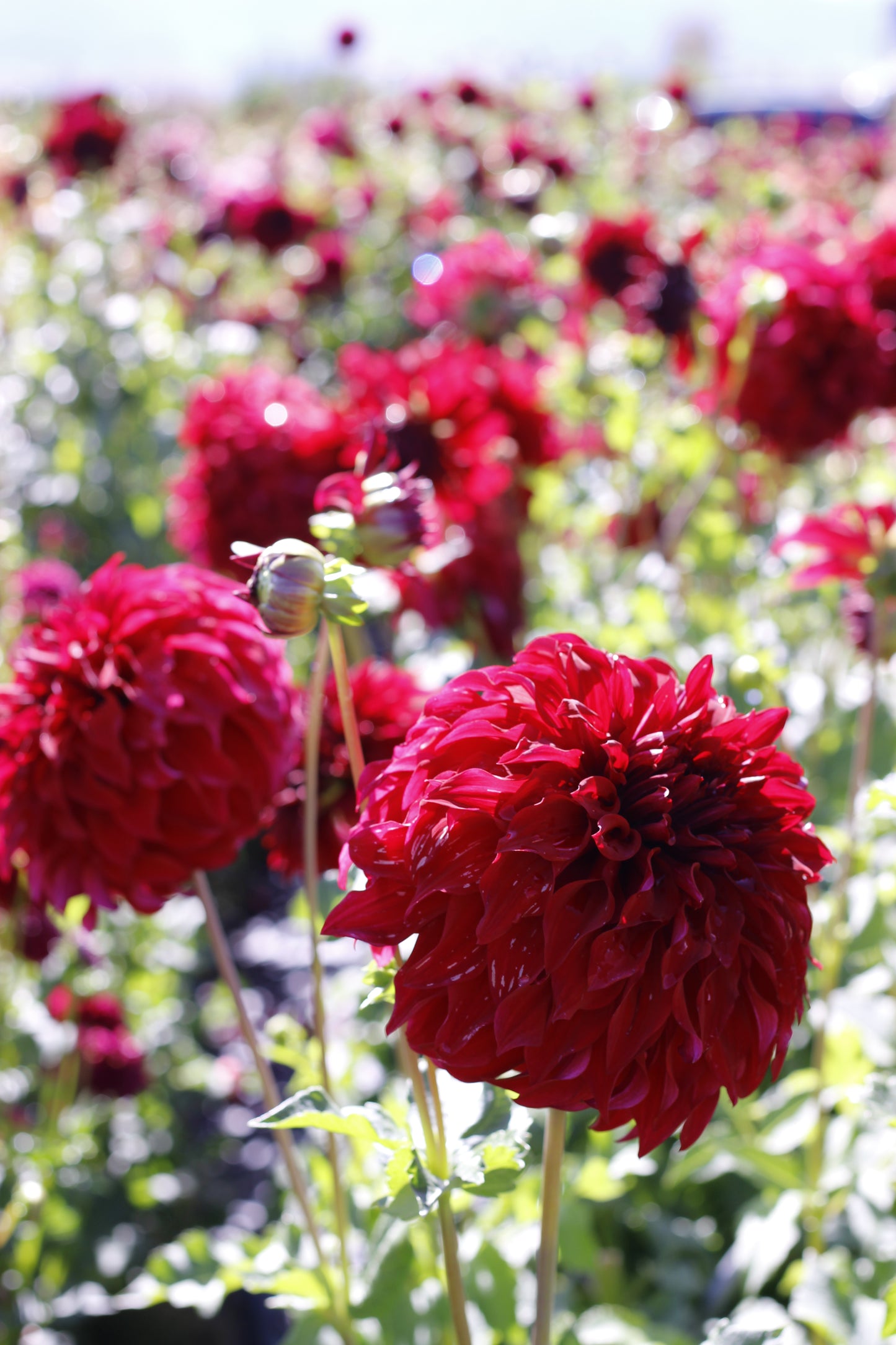 rip city, dahlias, dahlia tubers