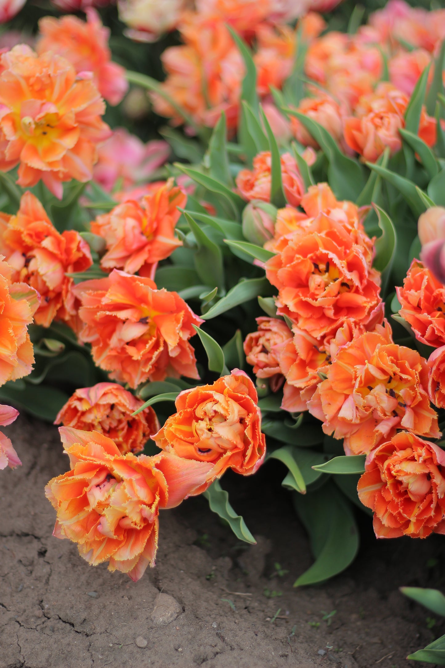 Tulip Royal Centennial - Pack of 20