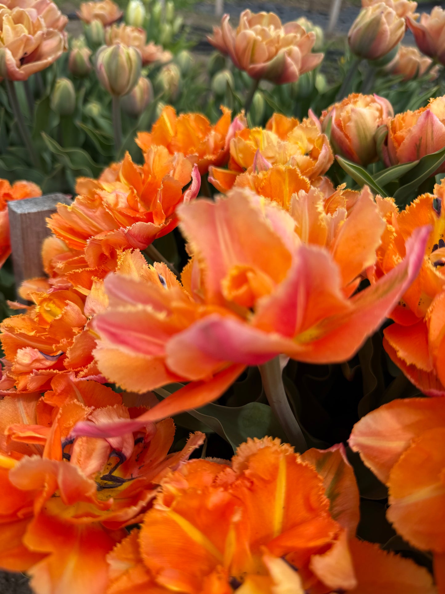 Tulip Royal Centennial - Pack of 20