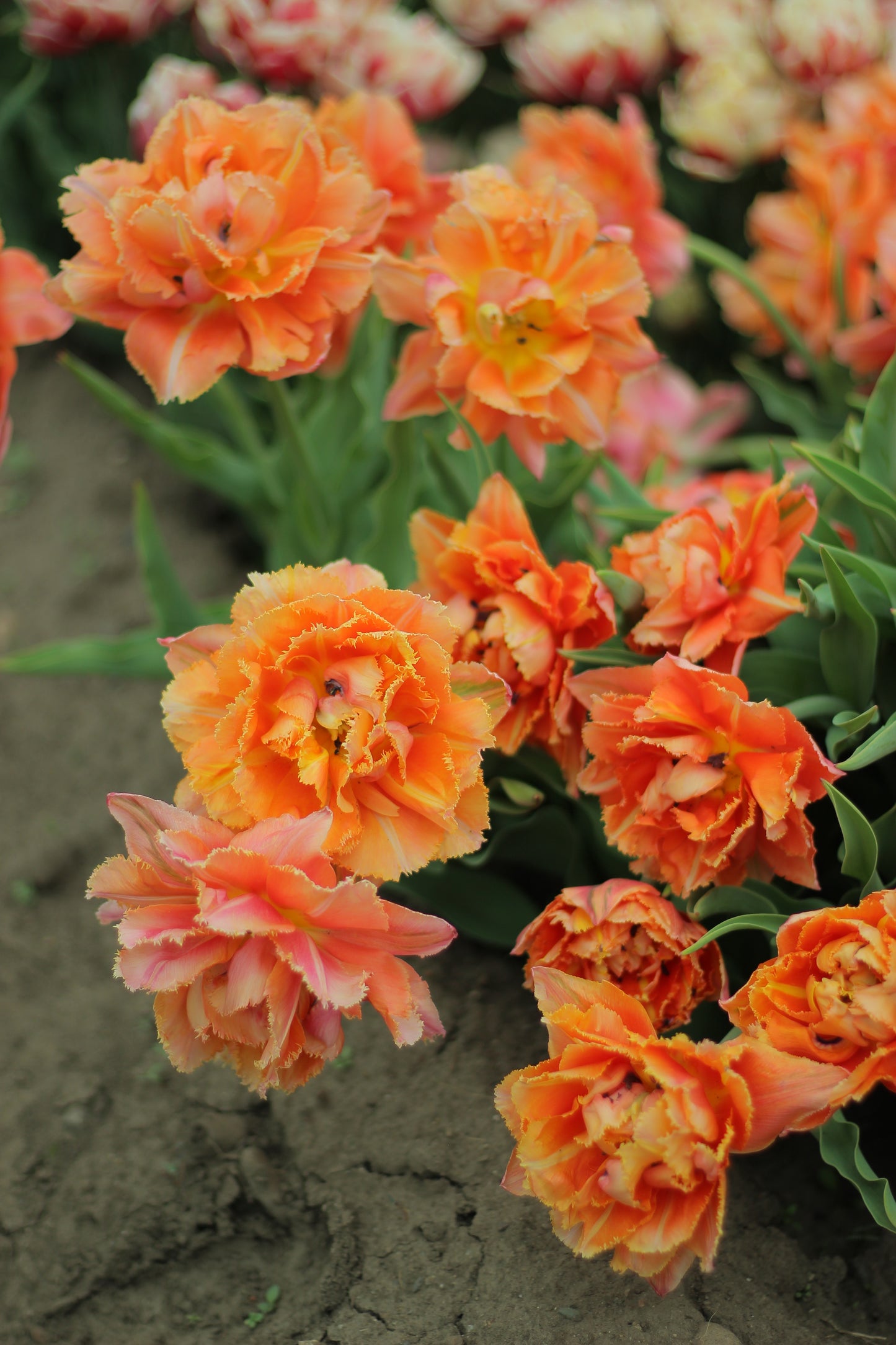 Tulip Royal Centennial - Pack of 20