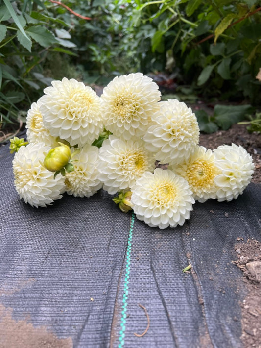 ryecroft jan, dahlias, dahlia tubers