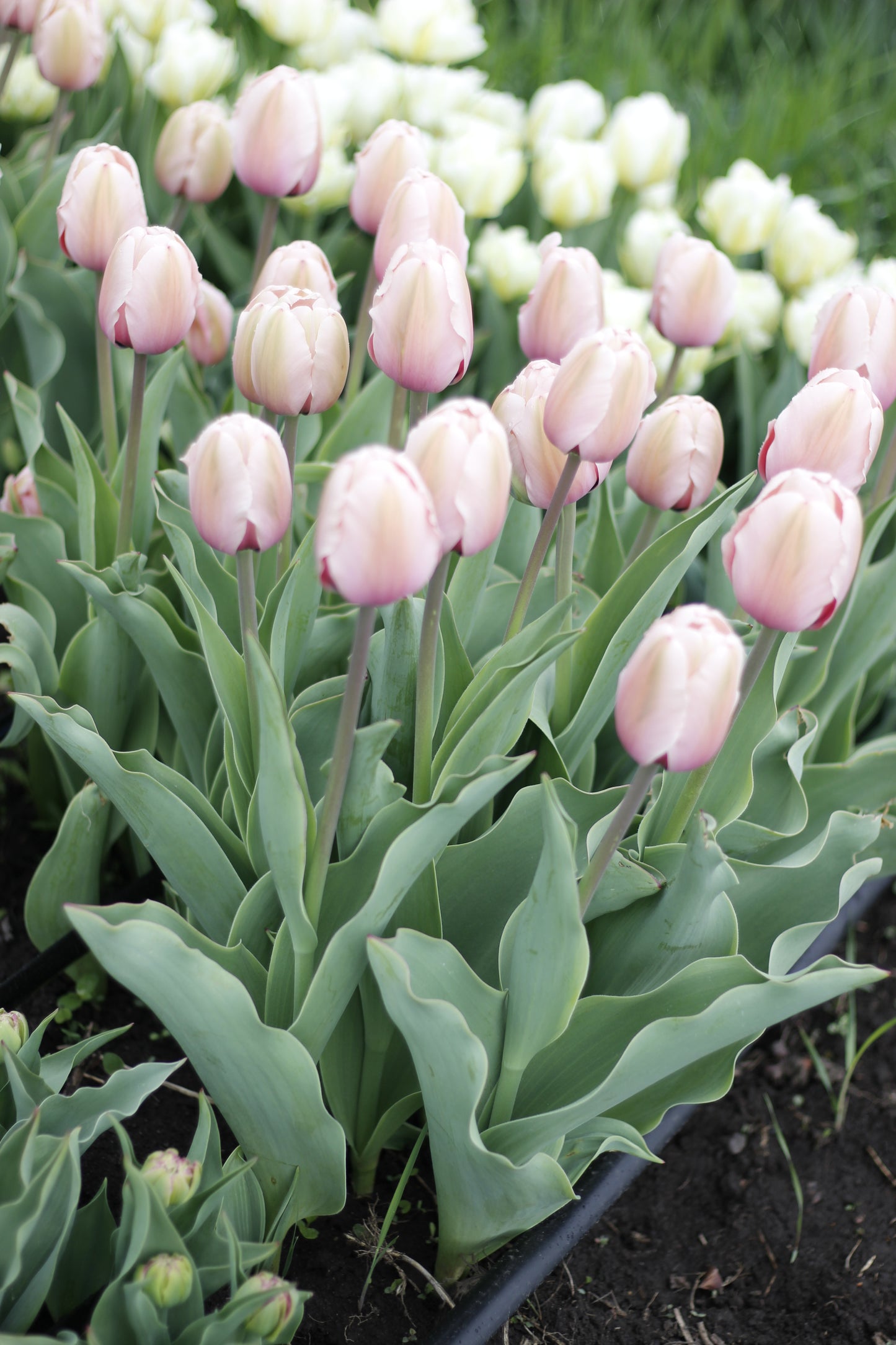 Tulip Salmon Impression Pack of 20