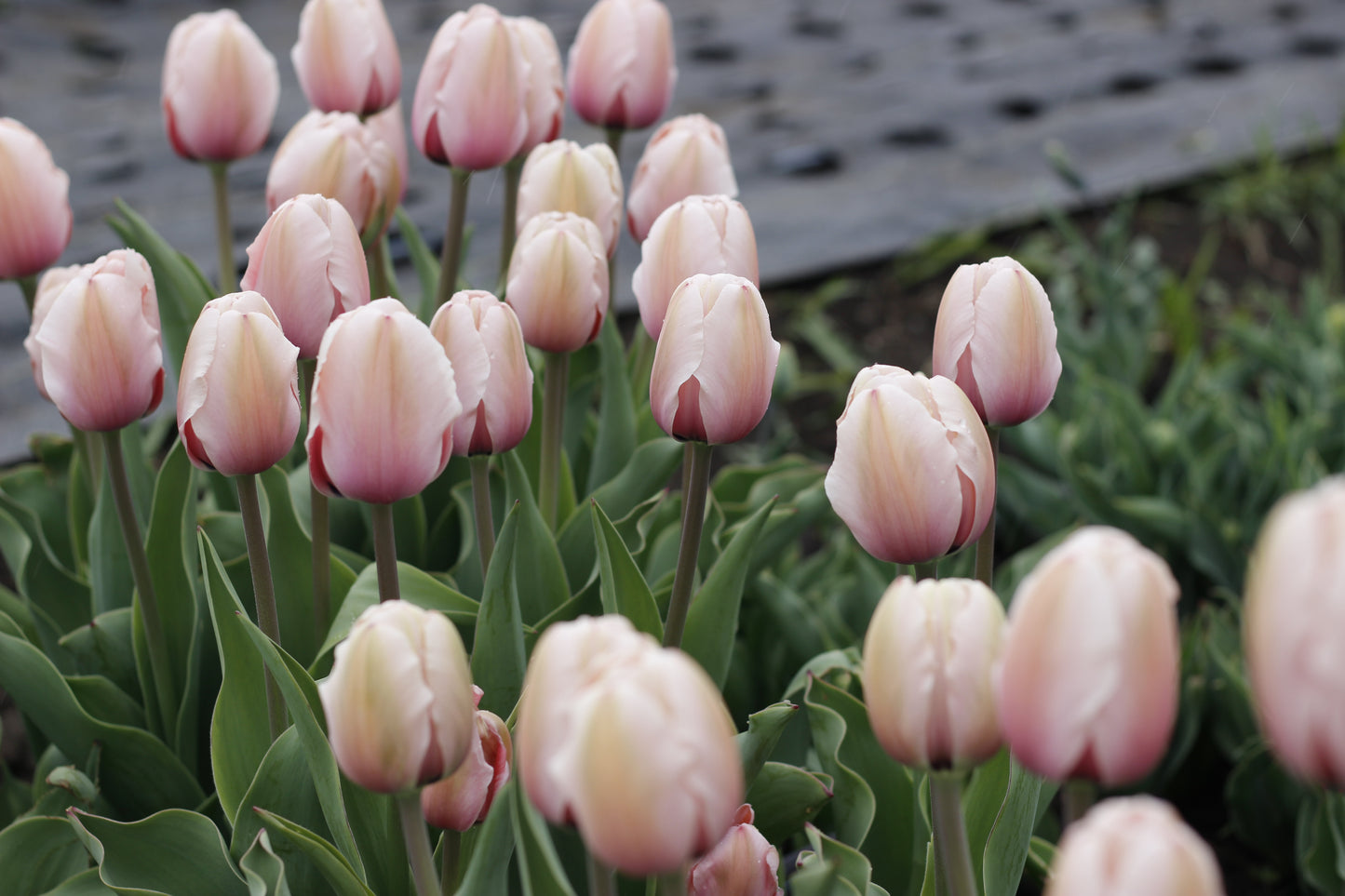 Tulip Salmon Impression Pack of 20