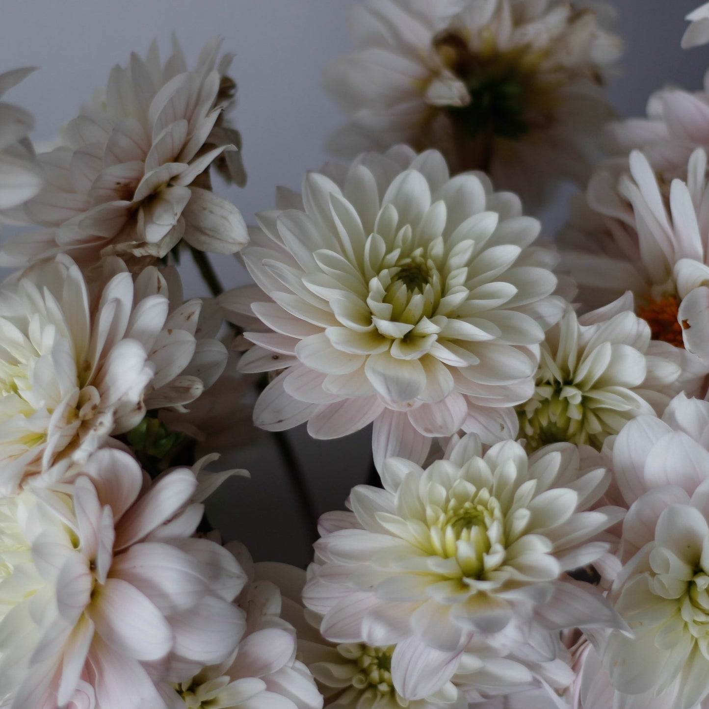 silver years, dahlias, dahlia tubers