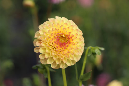 suncrest, dahlias, dahlia tubers