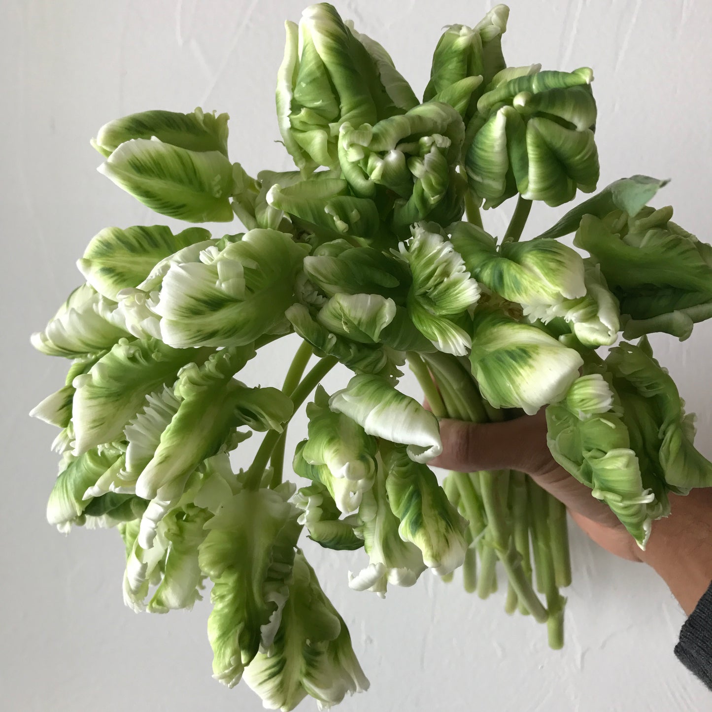 Tulip Super Parrot Pack of 20