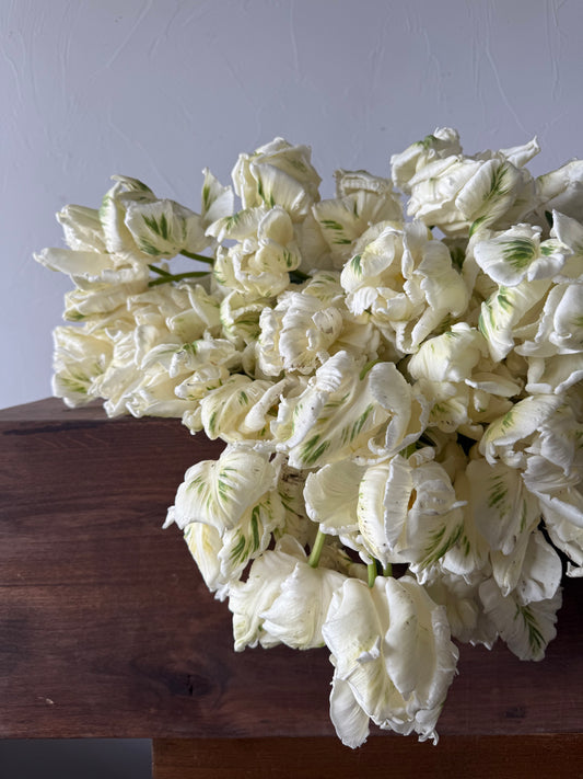 Tulip Super Parrot Pack of 20