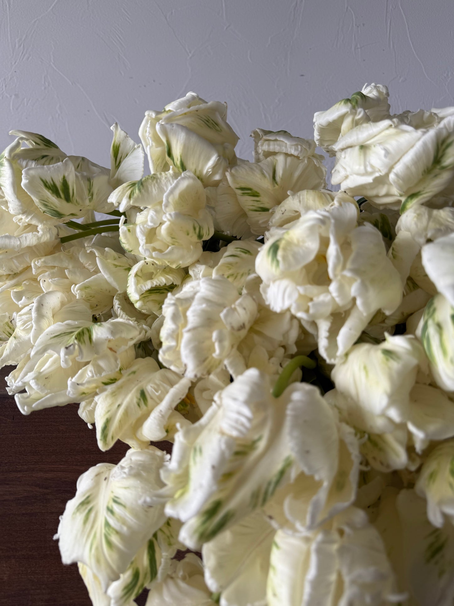 Tulip Super Parrot Pack of 20