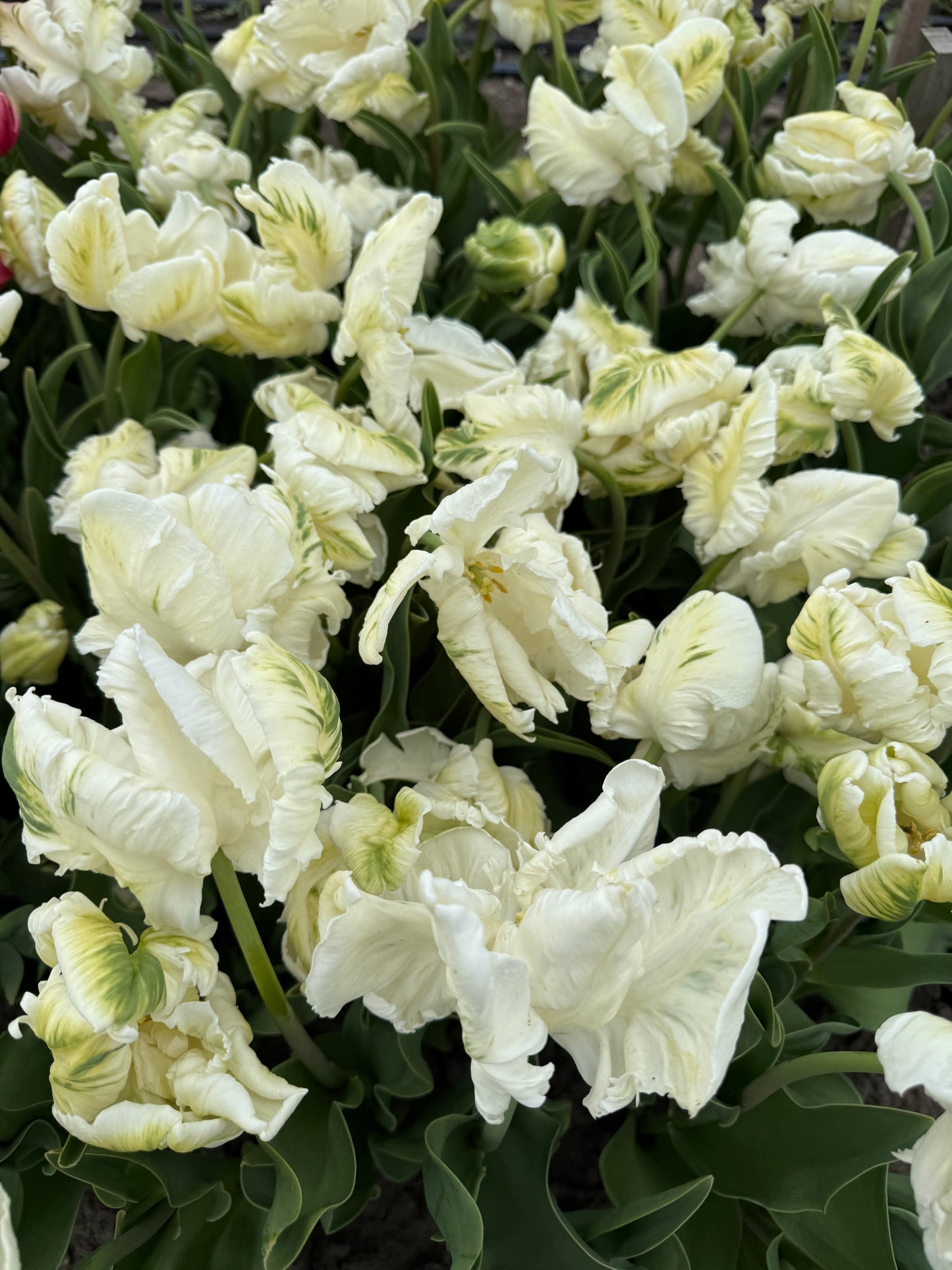 Tulip Super Parrot Pack of 20