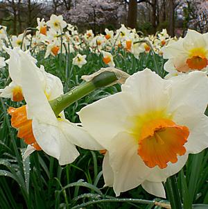 Daffodil Sempre Avanti - Pack of 20