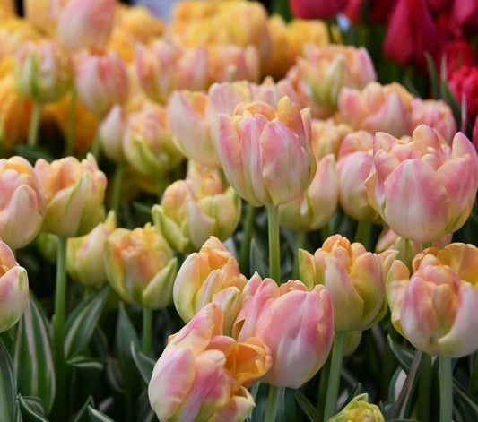 Tulip Happy Upstar - Pack of 20